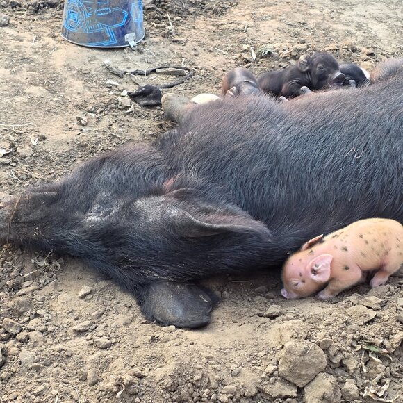 Welcome to my closet. I am open to bundle offers. - Picture 11 of 16